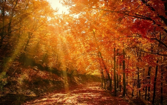 Cl Bilder HP Neu - herbst